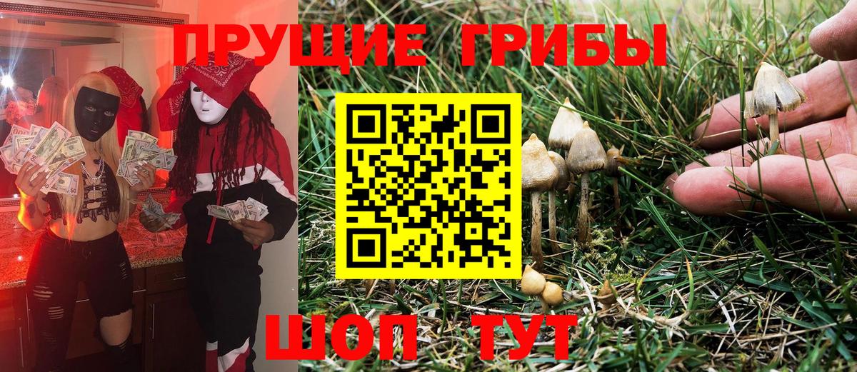 Псилоцибиновые грибы Psilocybine cubensis Дагестанские Огни